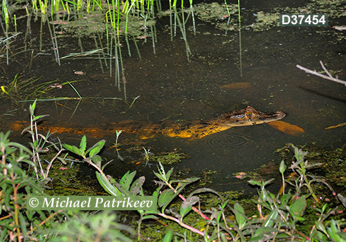 Broad-snouted Caiman (Caiman latirostris)